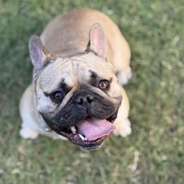 French Bulldogs from Little Loaf Frenchie
