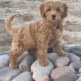 Lady - Goldendoodle