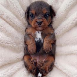 Bo Peep - Merle female Cavapoo puppy in Salt Lake City, Utah from SunnySide Mini Doodles