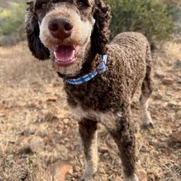 Frida - Bernedoodle