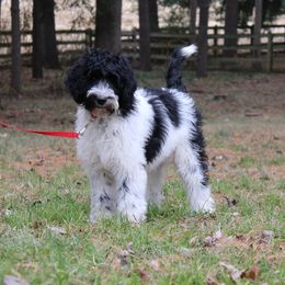 Australian Labradoodle Puppies from IvyLane Labradoodles