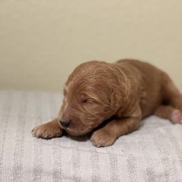 Double Doodle, Goldendoodle, Labradoodle, and Poodle Puppies from Amore Doodles & Poodles