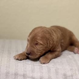 Double Doodle, Goldendoodle, Labradoodle, and Poodle Puppies from Amore Doodles & Poodles