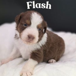 Flash - Red tri-color male Australian Shepherd puppy in Annville, Pennsylvania from Creekside Aussies LLC