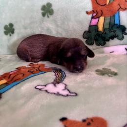 Little Man - Red male Dachshund puppy in Willow Springs, Missouri from Krazy Acre Farm