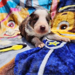 Tulip - Panda female German Shepherd puppy in Los Lunas, New Mexico from Mali's German Shepherds LLC