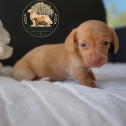 Liberty - Cream female Dachshund puppy in Lumber City, Georgia from Willow Run LLC