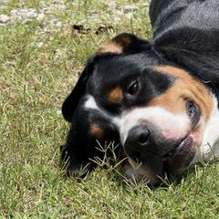 Greater Swiss Mountain Dog All Grown Up from Bugyal Kennel