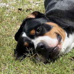 Greater Swiss Mountain Dog All Grown Up from Bugyal Kennel