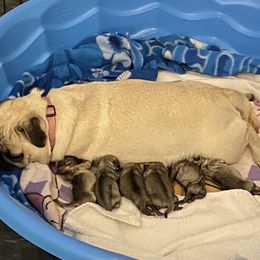 Pugs from KoMugPugs