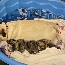 Pugs from KoMugPugs