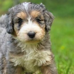 Nutmeg - Merle female Bernedoodle puppy in Shelton, Washington from NW Bernedoodles of Washington