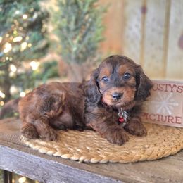 F1B Meet Aspen :) - Sable male Cavapoo puppy in Centerville, Iowa from Barnyard Dachshunds, Dals & Doodles