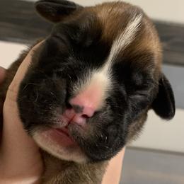 Boy 1 - Boxer puppy in Henderson, Tennessee from Vom Broadvalley