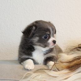 Kourt - Blue female Chihuahua puppy in Tulsa, Oklahoma from H-3 Chihuahuas