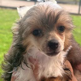 Jolene - Red female Chinese Crested puppy in New Haven, West Virginia from EverCrest