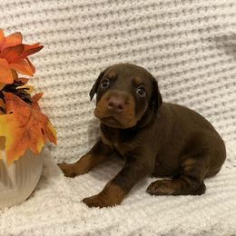 Girl 2 - Red and rust female Doberman Pinscher puppy in New Haven, Indiana from Desire Dobermans