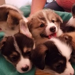 Pembroke Welsh Corgis from Coffee Cup Ranch