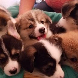 Pembroke Welsh Corgis from Coffee Cup Ranch