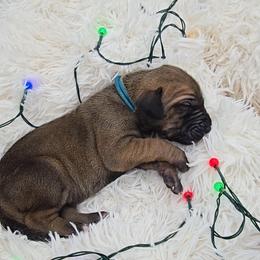 Lock - Fawn female Great Dane puppy in Caldwell, Idaho from Miner's Dynamic Danes