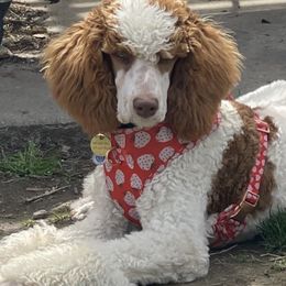 Goldendoodle and Poodle All Grown Up from Bridge City Doodles