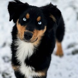 Kash - Black tri-color male Australian Shepherd puppy in Tyner, Kentucky from Lil’ Town Aussies