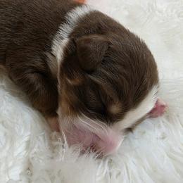 Boy 2 - male Australian Shepherd puppy in Sparta, Tennessee from SugarWood Australian Shepherds