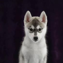 Glitter - Gray and white female Siberian Husky puppy in North Miami, Florida from Kardrovi Siberians