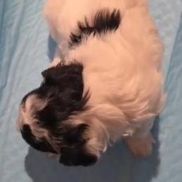 Girl 1 - Tri-color female Yorkipoo puppy in North Augusta, South Carolina from Tiny Paws Luxury Pets