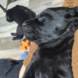 Orange Neck - Black male Labrador Retriever puppy in Ogden, Illinois from Hallelujah Retrievers