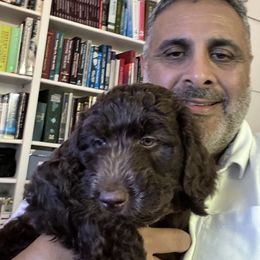 Labradoodle Puppies from AV Cares Doodles