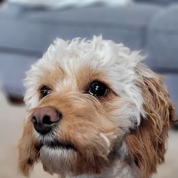 Daisy - Cavapoo