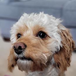 Daisy - Cavapoo