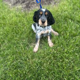 Cody - Black white and tan male English Springer Spaniel puppy in Braidwood, Illinois from A & R Springers