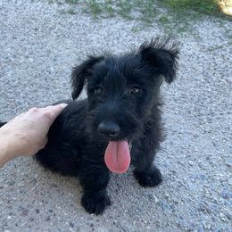 Scottish Terrier Puppies from Knights Scottish Terriers