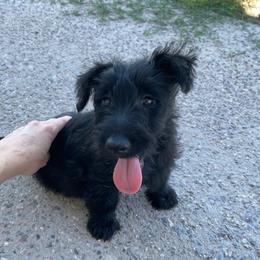 Scottish Terrier Puppies from Knights Scottish Terriers