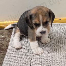 Green - Black tan and white male Beagle puppy in Vallejo, California from Tailwindfarm