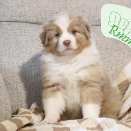 Dopey - Red merle male Australian Shepherd puppy in Keytesville, Missouri from Dogwood Lane Canine