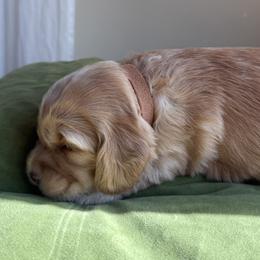 Big Anthony - Caramel male Australian Labradoodle puppy in New Boston, New Hampshire from Storybook Labradoodles