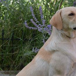 Dilute Retrievers and Labrador Retrievers from Jobs Peak Labradors