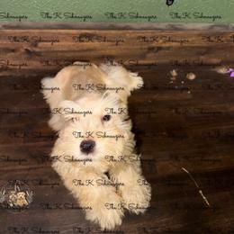 Green collar - Wheaten male Miniature Schnauzer puppy in Santa Ana, California from The_K_Schnauzers