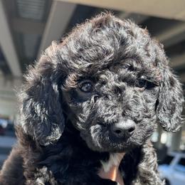 Smoky - Sable male Goldendoodle puppy in Philadelphia, Pennsylvania from Jah’s Retrievers