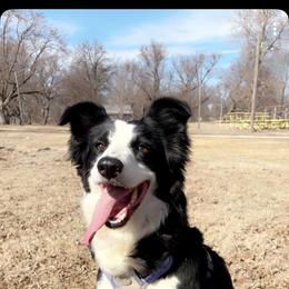 Billie - Border Collie