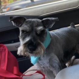 Ryder - Miniature Schnauzer