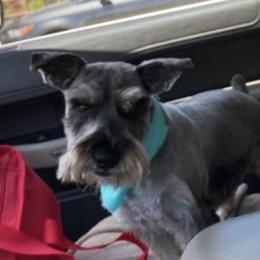Ryder - Miniature Schnauzer