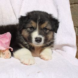 Zeke - Black tri-color male Australian Shepherd puppy in Honey Brook, Pennsylvania from New Adventures Puppies