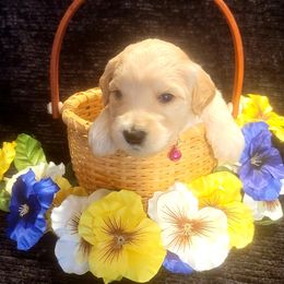 Goldendoodle Puppies from Magical Goldendoodles of Pioneer Valley, MA