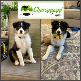 Australian Shepherd Puppies from Cherangani Hills Australian Shepherds