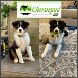 Australian Shepherd Puppies from Cherangani Hills Australian Shepherds