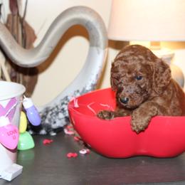 Orange - Red  female Poodle puppy in Summit, Mississippi from poodles and doodles llc